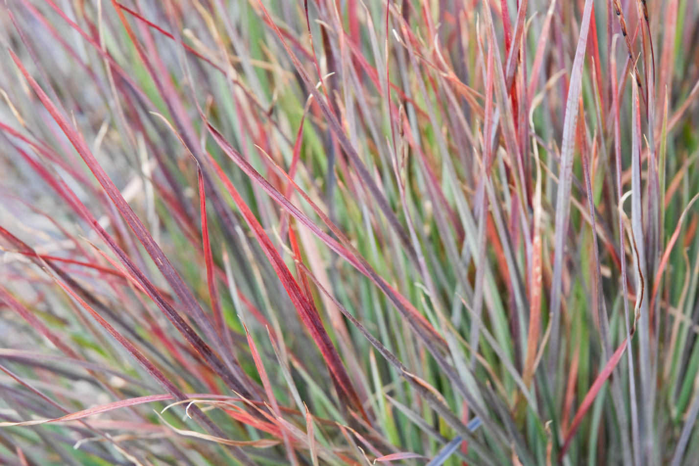 Blue Heaven Little Bluestem